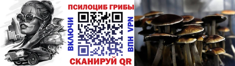 где можно купить MEGA как зайти Галлюциногенные грибы Psilocybe Бологое